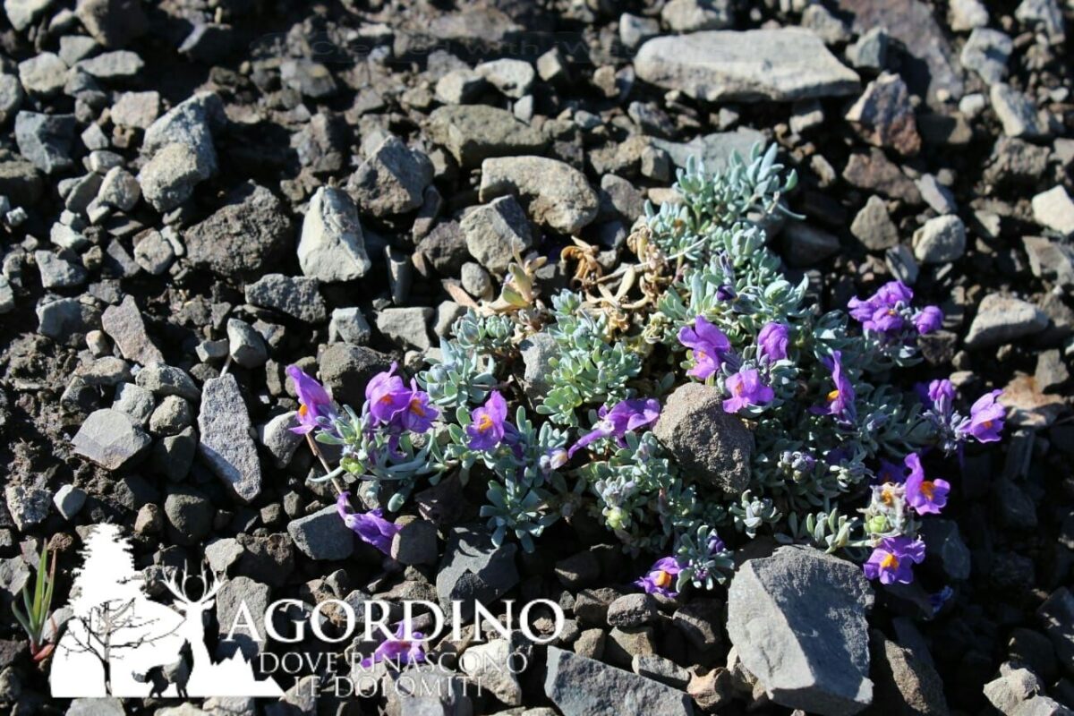 Linaria alpina- I Fiori delle Dolomiti Agordine