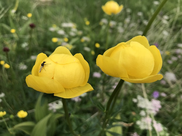 Botton d'oro - I fiori delle Dolomiti Agordine