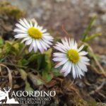 Pratolina - Fiori delle Dolomiti Agordine