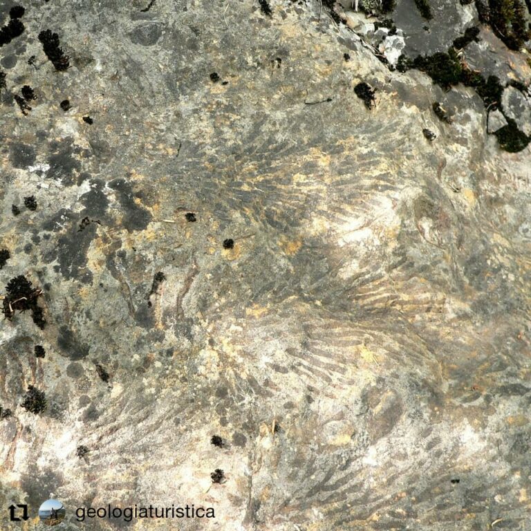 Fossili marini a Malga Framont, Agordo, Dolomiti
