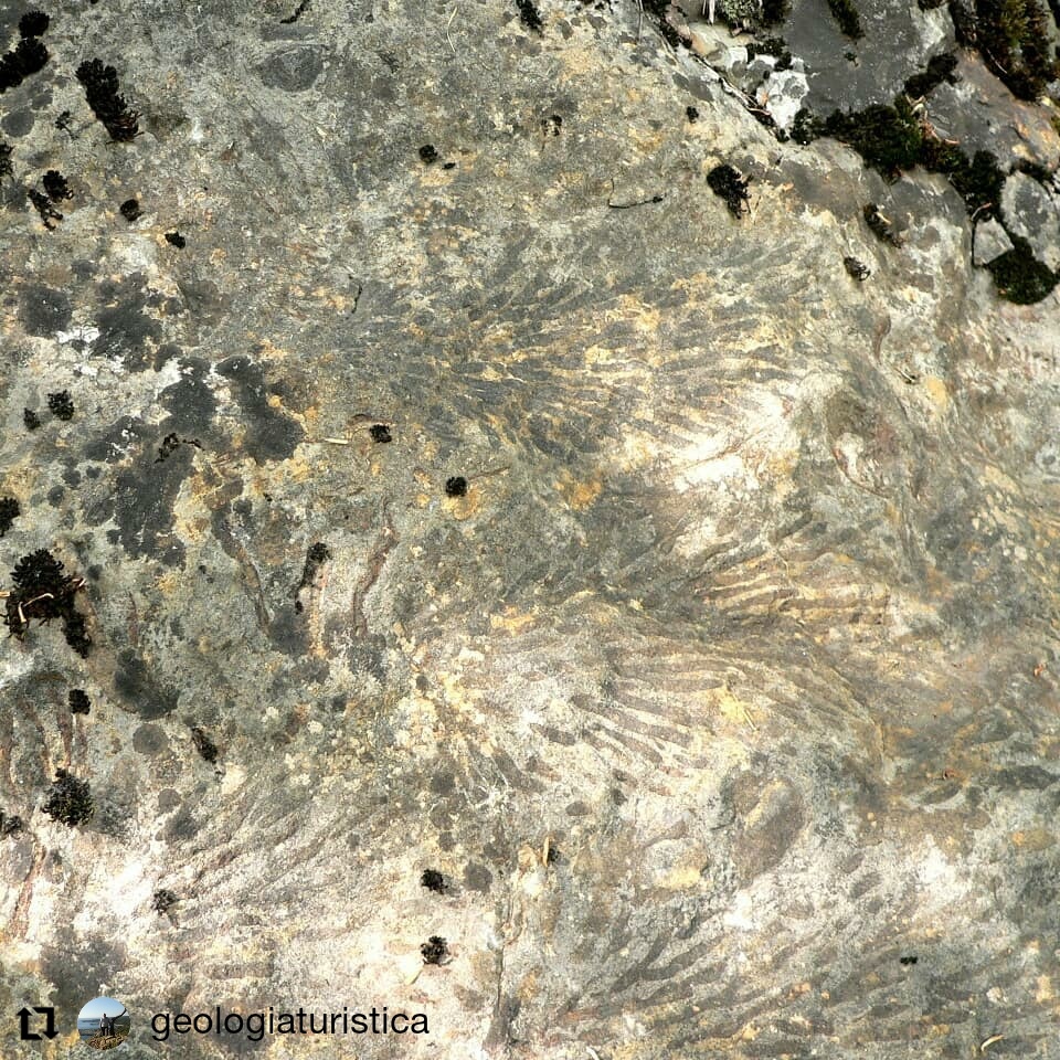 Hydrosclera plumosa - Agordino dove rinascono le Dolomiti