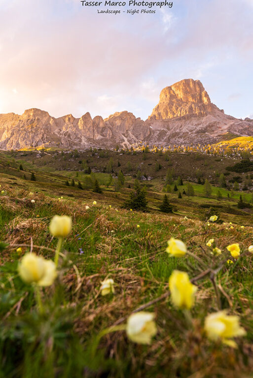 Tramonto Dolomiti sul monte Averau con fiori di botton d'oro