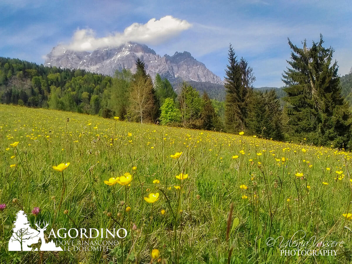 Ranuncolo I fiori delle Dolomiti Agordine