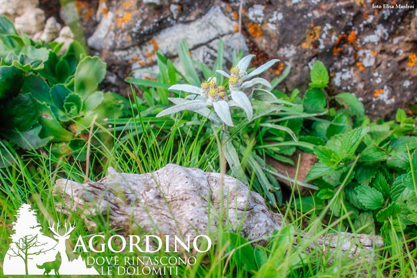 Stella Alpina I fiori delle Dolomiti agordine