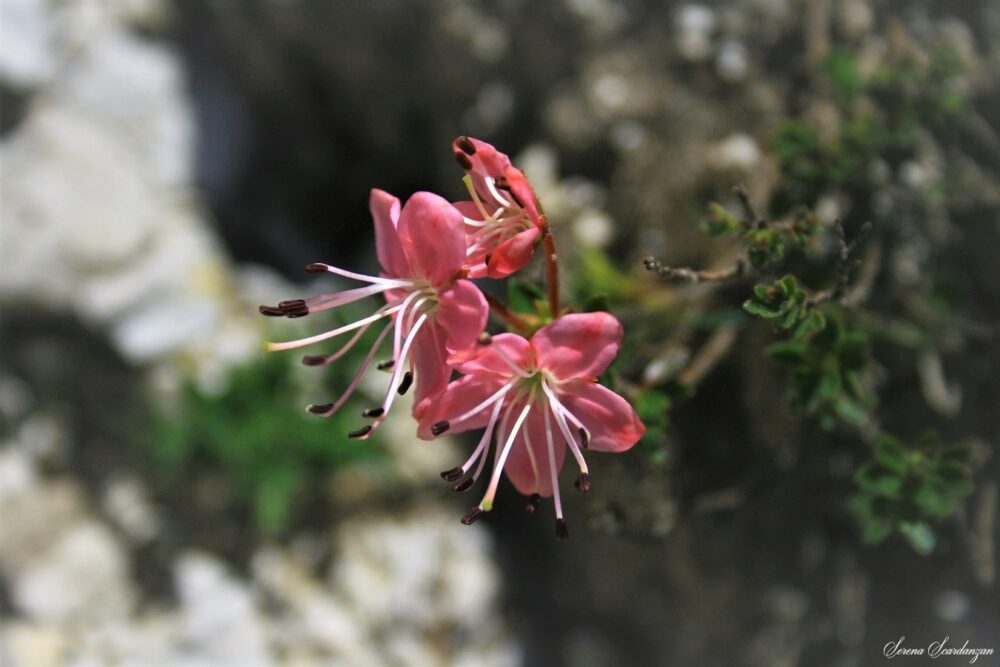 Rododendro nano o cistino (Rhodothamnus chamaecistus) di Serena Scardanzan