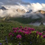 Passo Valles con rododendri di Massimo Gaiardo