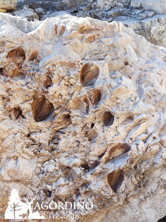  I fossili della torre Venezia in Val Corpassa