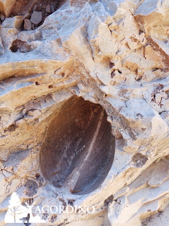 Megalodonti: i fossili della Torre Venezia in Val Corpassa