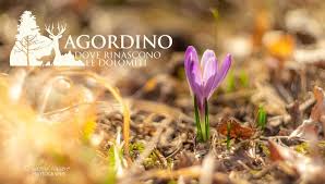 Crocus Fiori di primavera Dolomiti Agordine
