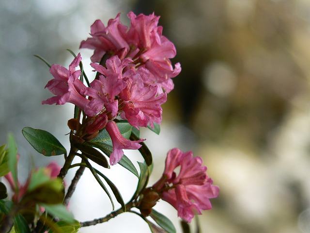 Rododendro - La rosa delle Dolomiti