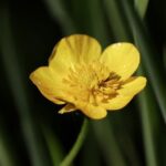 Ranuncolo ibrido - I fiori delle Dolomiti Agordine