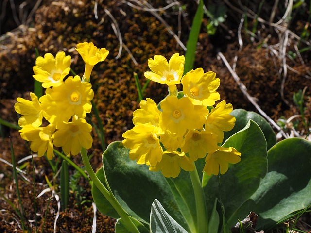 Primula orecchia d'orso - I fiori delle Dolomiti agordine