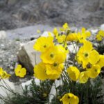 Papavero Alpino - I fiori delle Dolomiti Agordine