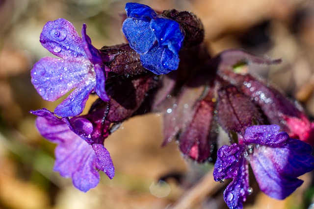 Pulmonaria australis - I fiori delle Dolomiti Agordine