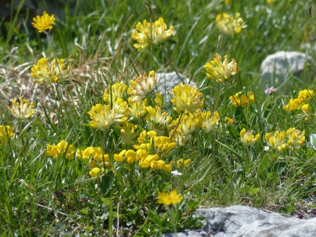 Trifoglio giallo o Vulneraria Alpina