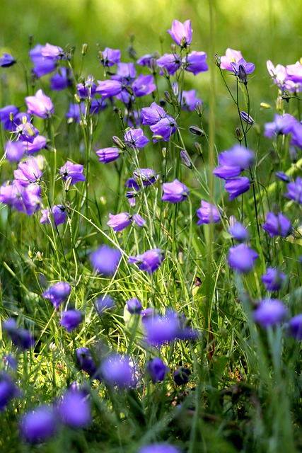 Campanula cespugliosa - I fiori delle Dolomiti Agordine