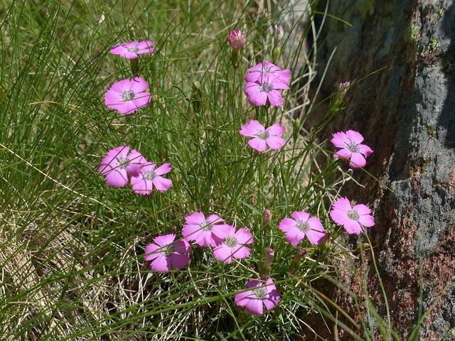 Garofano Selvatico - I fiori delle Dolomiti Agordine