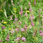 Lupinella - I fiori delle Dolomiti Agordine