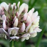 Trifoglio bianco o ladino - I fiori delle Dolomiti Agordine