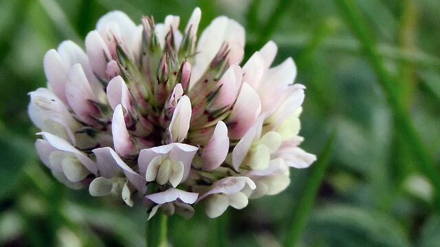 Trifoglio bianco o ladino - I fiori delle Dolomiti Agordine
