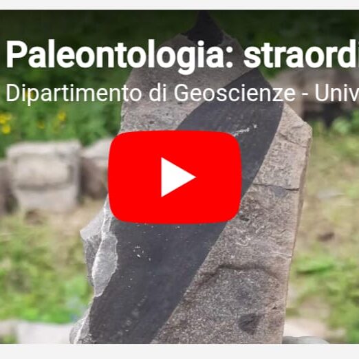 AGORDO PALEONTOLOGIA