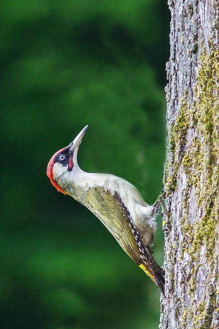 Picchio verde - Cras Belluno